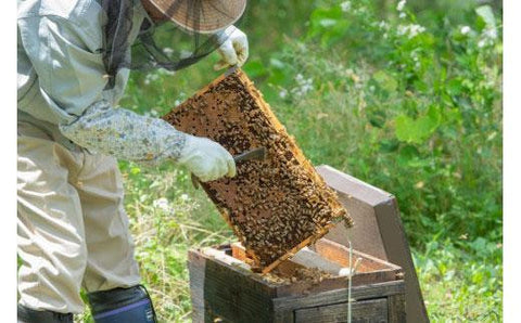 飲むはちみつヨーグルト（三朝町産天日蜂蜜使用）